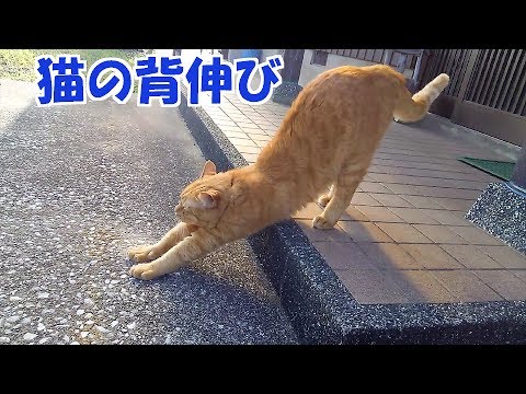 散歩に出たときの猫の背伸び おもしろ猫 Youtube