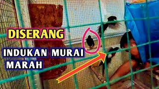 Tes Galaknya indukan murai batu melindungi anaknya 🔴Indukan Murai Marah