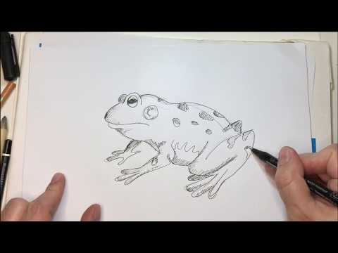 Video: Come Disegnare Una Rana Con Una Matita Poco A Poco?