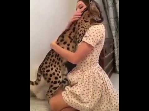best pet insurance The Girl kisses the leopard