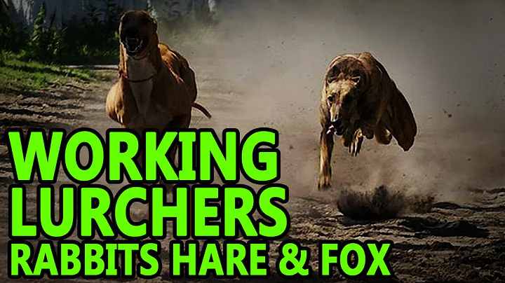 Working Lurchers ( rabbit fox hare )