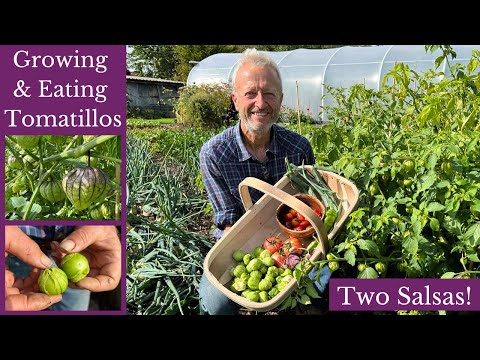 Vídeo: Colheita de Tomatillo - Como saber se um Tomatillo está maduro