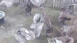 Indonesian Egg Duck Poultry Farming