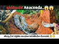 Anaconda ನೋಡಿ ಬೆಚ್ಚಿಬಿದ್ದ ಜನ..😱😱🙀 ಮನೆಯ ಹತ್ತಿರ ಬಂದು ಬಿಲದಲ್ಲಿ ಸಿಕ್ಕಿಹಾಕಿಕೊಂಡ ಭಯಾನಕ ಹೆಬ್ಬಾವು.😳