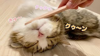 猫じゃすりが気持ち良すぎて、犬のような声が漏れちゃう猫w