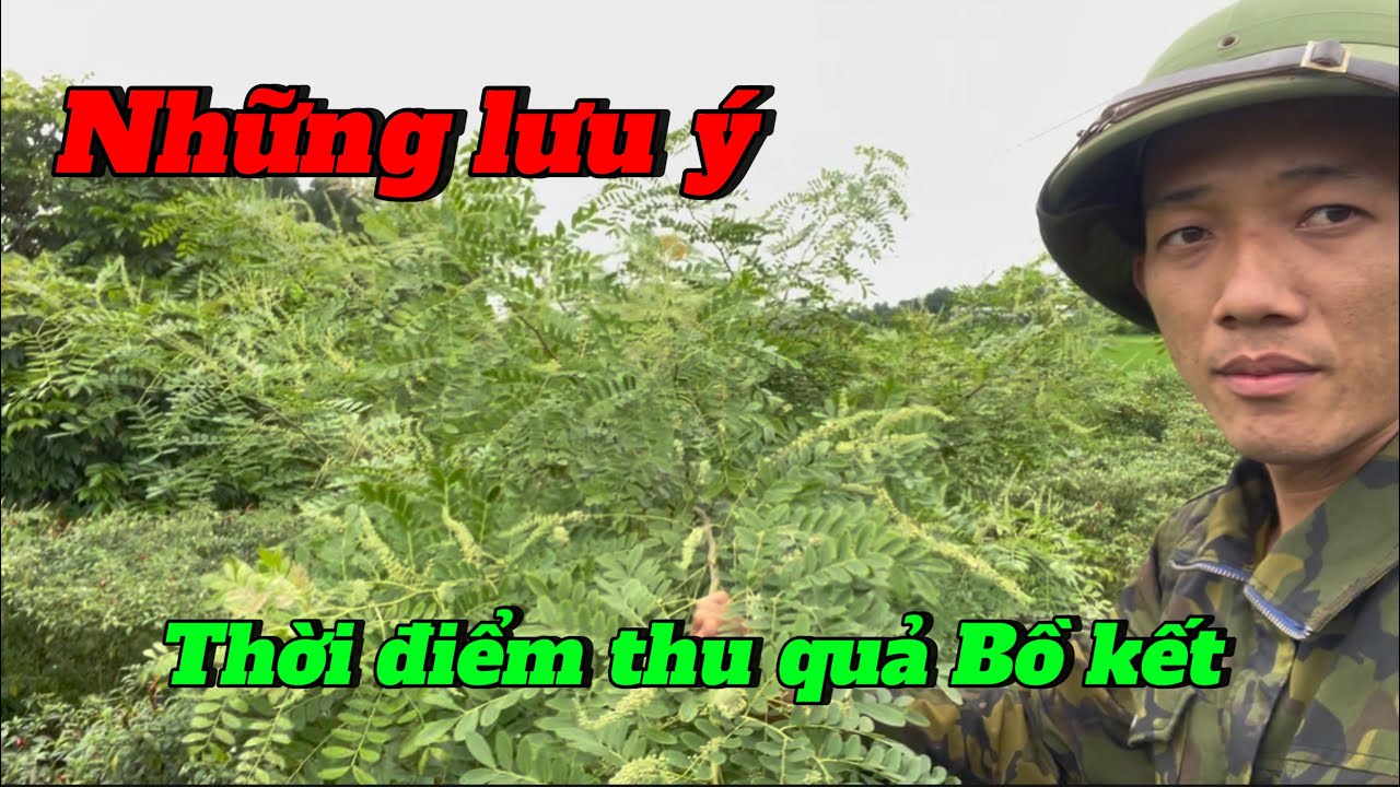 Những lưu ý khi trồng cây Bồ kết. Và vụ thu hoạch đầu tiên |