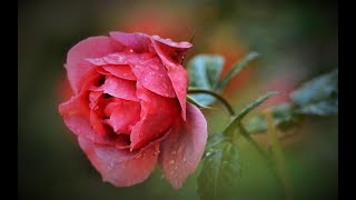 When God Unfolds The Rose   FINAL CUT   11 29 2018
