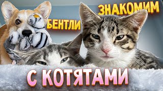 Знакомим корги Бентли с котятами. Не та реакция, которую мы ожидали…