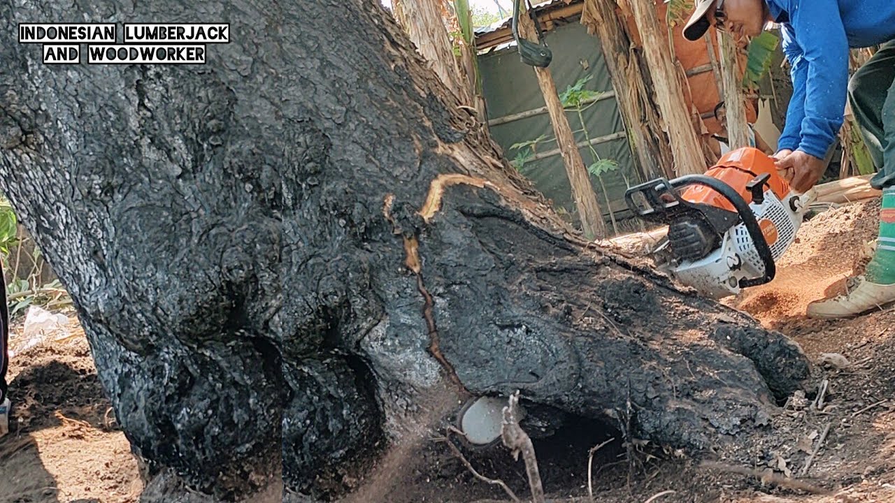 EXPENSIVE Wood !! Cut down the burnt tree, Stihl ms 881. - YouTube