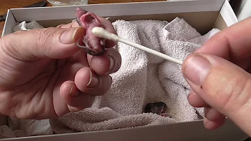 Was braucht eine Babymaus zum Überleben?