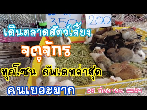 EP.6 เดินตลาดสัตว์เลี้ยงจตุจักร 🇹🇭 : ทุกโซนอัพเดทล่าสุด :