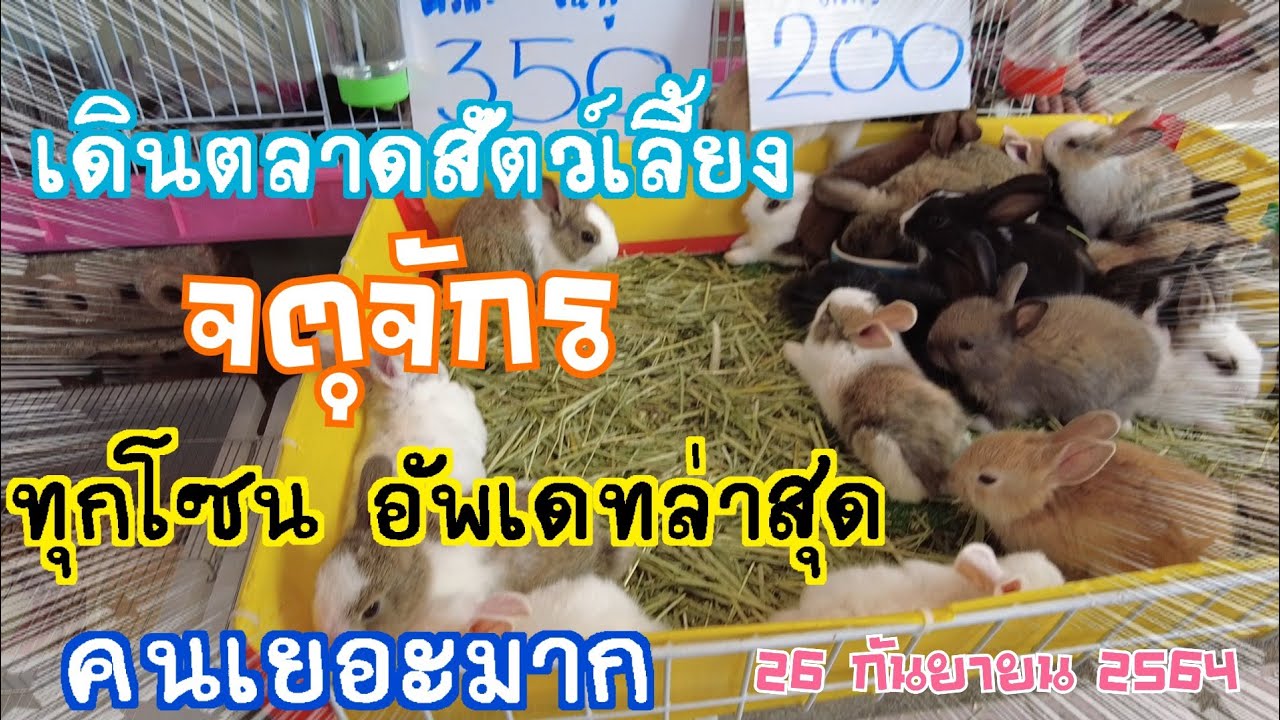 EP.6 เดินตลาดสัตว์เลี้ยงจตุจักร : ทุกโซนอัพเดทล่าสุด :