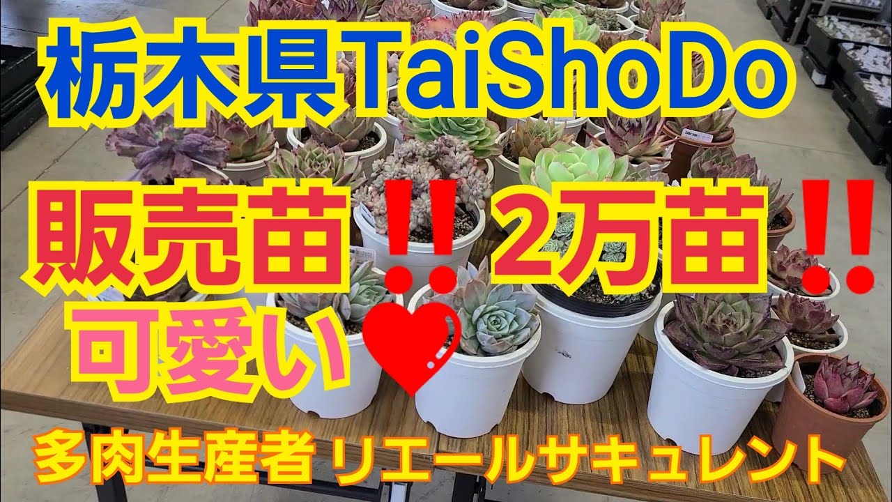 多肉植物 ガーデニング 第95回多肉フェスティバル 栃木県taishodo販売苗 約2万苗 年11月11日 Youtube