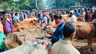 ৩০,১২,২৩, হাড্ডিস্যায় বলদ গরুর, এবং মাংসের বলদের দাম জানুন জয়পুরহাট নতুনহাট থেকে।