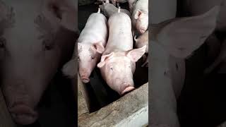 Hot trend đây là cá 🥰🥰🥰 #xuhuongyoutube