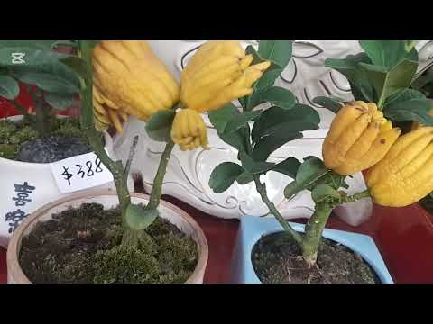 #EP285 Part 2, CNY Flower's Bazaars