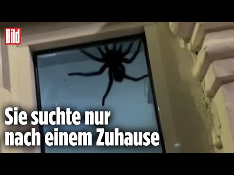 Monster-Spinne sorgt für Panik | Dominikanische Republik