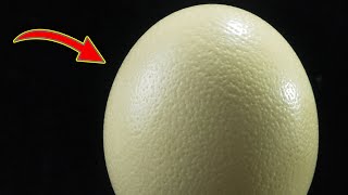 Hand polishing an ostrich egg (15 hours)