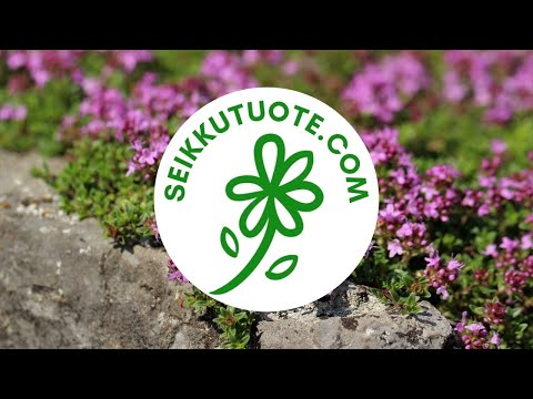 Video: Kukkia ja kasveja kalliopuutarhaan – kuinka suunnitella kivipuutarha