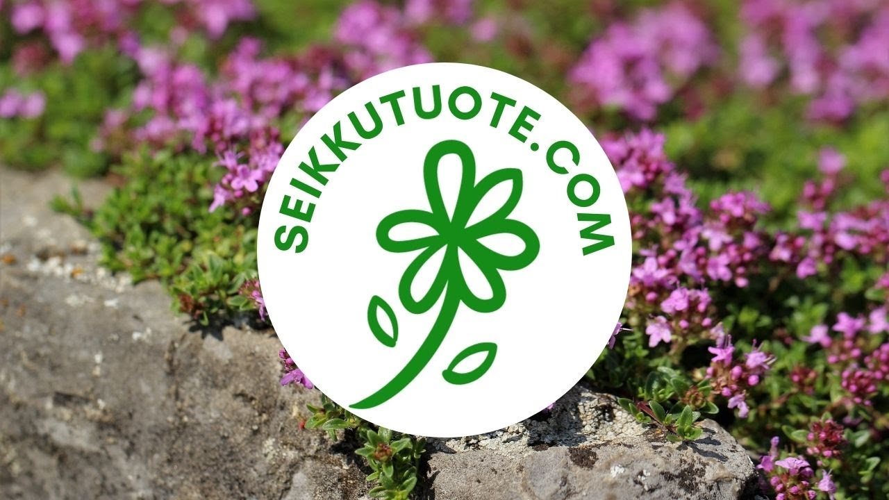 KASVEJA KALLIOLLE, KIVIKKOON, KUIVAAN RINTEESEEN TAI KIVIKKOKUKKAPENKKIIN