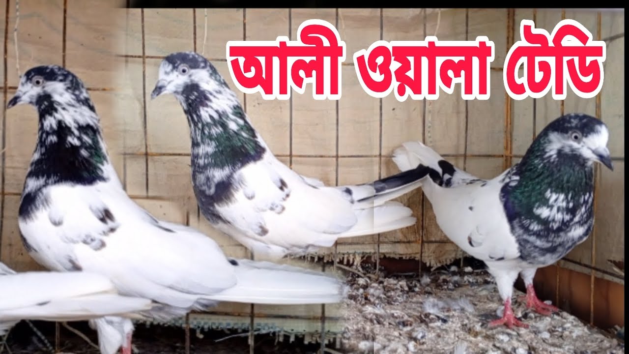 আলী ওয়ালা টেডি, হোয়াইট গোল্ডেন, কামাগার কবুতর বিক্রি হবে।
