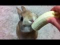 二本脚で立ってバナナを食べるウサギのモキュ様。Rabbit on banana