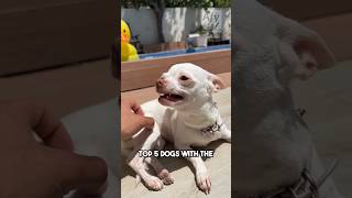 Top dogs with the strongest bite force! #dog