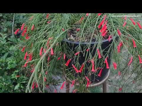 Vídeo: Cuidados com a planta de coral: Aprenda a cultivar uma planta de coral