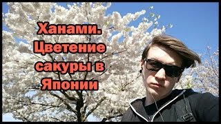 Цветение сакуры в Японии и сумасшедшие японцы - Токийские будни