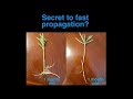 How to Root Cuttings Fast
