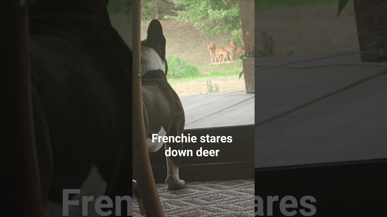 Longer clip of our morning visitors! #frenchie #frenchbulldog #bulldog #dogsofinstagram #shorts