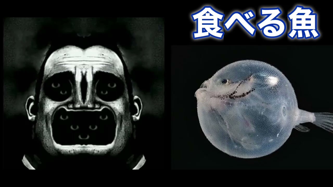 音割れMr.インクレディブルと見る 今夜食べる魚 