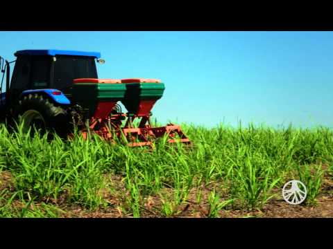 Vídeo: Quais Fertilizantes Devem Ser Aplicados No Outono? Fertilizantes De Outono Para Cavar Terras No Jardim E Na Horta, As Regras Para Fazer Fertilizantes