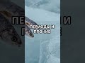 Удивительные факты про щуку, которые вы не знали!