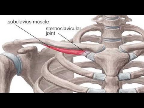 subclavius muscle