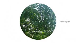 Shree Thayamma Devi Mango And Sandal Farm Udl, Raichur,Karnataka