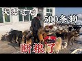 大雪过后大院断粮了，迟爸爸在无论如何也不会让500条毛孩子饿到，也许大院到了最难的时候了    Dog  rescu in China