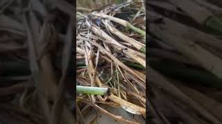 climate change, global warming floods droughts,hurricanes cyclones ( SOLUTION VETIVER GRASS) 1/10/22