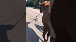 Dog Walking a Horse Outside