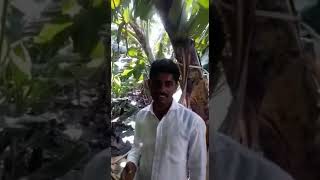S.v. Agro Solution Indapur Banana Pithan