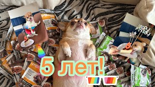 Отмечаем день рождение собаки:) Новая лежанка , запас корма и праздничный тортик 🍰 #чихуахуа