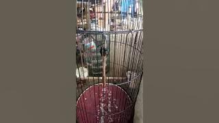 Kowul isian kenari buat pancingan