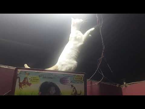 Video: Lesión Por Descarga Eléctrica En Gatos