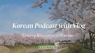 [SUB] Korean Podcast - Cherry Blossoms in Korea | Korean Listening Practice | Beginners