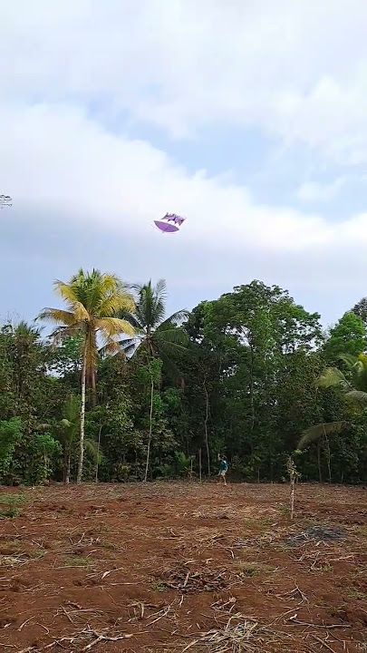 Layangan nyangkut pohon kelapa