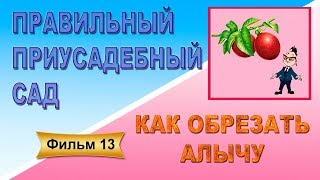 Как обрезать алычу Как обрезать алычу
