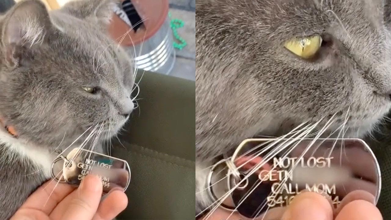 Woman Finds Cat With Hilarious Name Tag YouTube