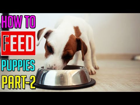 How To Feed Puppies || How To Choose The Best Puppy Food || Part-2 || Dog Facts