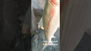 صيد سمك البوري من شواطئ البحر الاحمر fishing shebeen huge