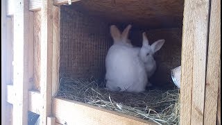 Брачные игры кроликов / крольчиха в сильной охоте!! Брачные игры кроликов / крольчиха в сильной охоте!!